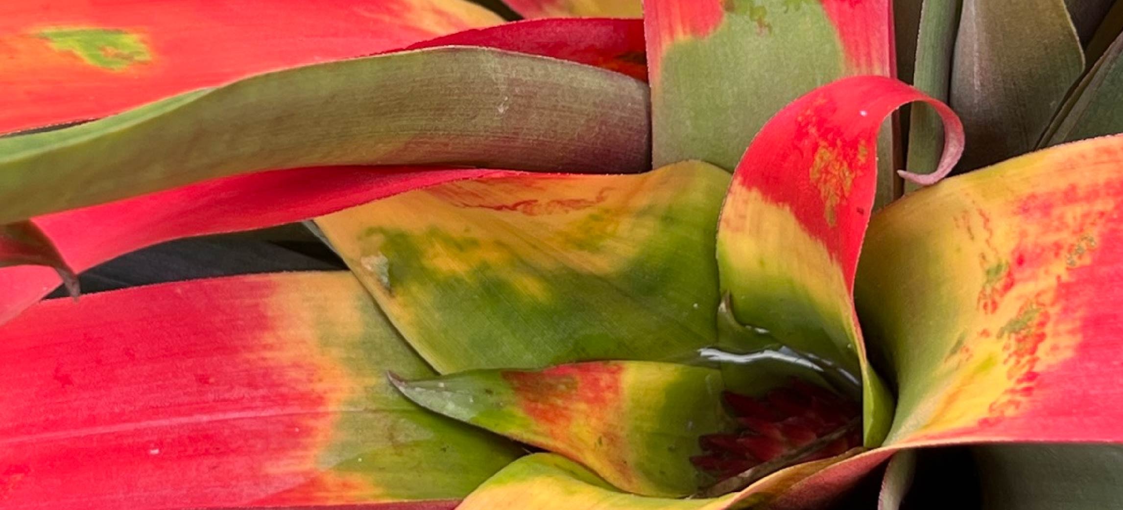 Tropical foliage at Shelldance Gardens