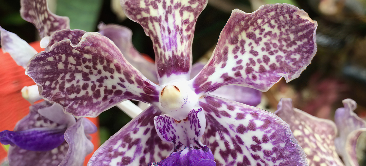 Orchid greenhouse interior