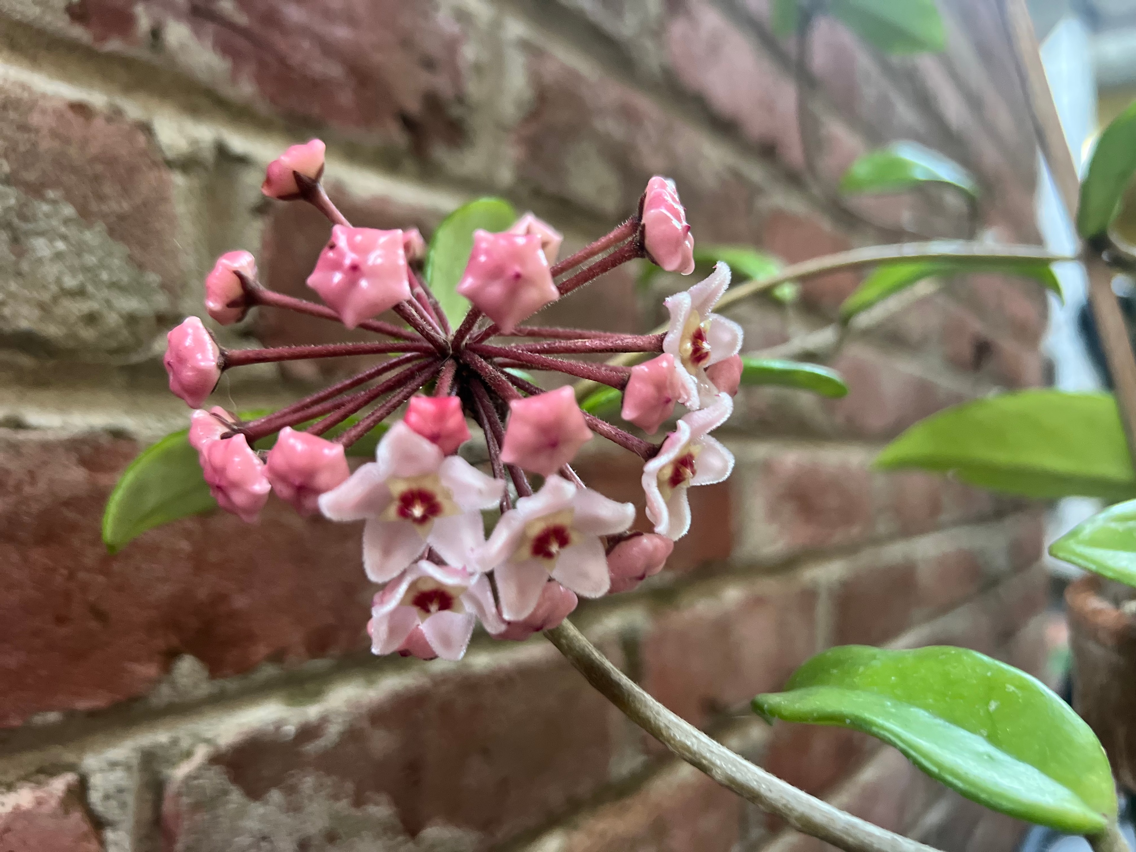 Odontoglossum